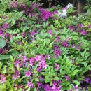 의향 행정사 사무소 | 주요 채소류 수급동향 및 전망