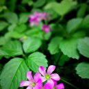 대백축산 이미지