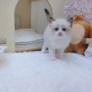 우리집막내 | 용산고양이분양 후기 우리집 막내 냥이 묘연을 찾다