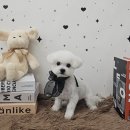 뽀독뽀DOG 네이버블로그