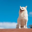 행복하개 반려동물 센터 이미지