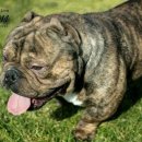 하이롤러 코리아 이미지