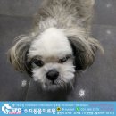 수지동물의료원 네이버블로그