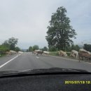 고속도로위에 소떼들이...*^^* 이미지