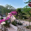 연산홍과 백철쭉 이미지