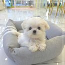 강아지분양 꽃강아지 중랑점 이미지