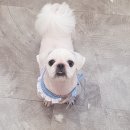 바비숑펫살롱 이미지