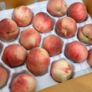 태경농장 | [복숭아] 태경농장 / 대극천 🍑 내돈내산 농라 백도 딱복 복켓팅 후기