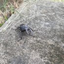 배내골펜션 솔밭휴양림 이미지