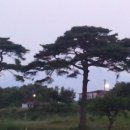 고목나무 이미지