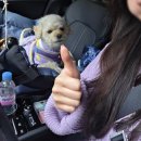 (주)에스앤제이서비스 유창점 | 가평 강아지동반펜션 추천 에스앤제이애견펜션 D동 후기