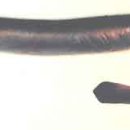 칠성장어 이미지