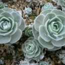 바위 솔 이미지