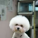 쿨 애견미용 이미지