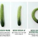 정오푸드 네이버블로그