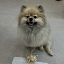 댕가앤쿡 이미지