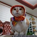 도리순이 이미지