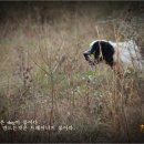 대문 - 유효포인은 dog의 몫이다. 이미지