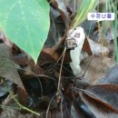 청송군현서면월정보건진료소 | 청송군 현서면 고모산, 대정산(1)