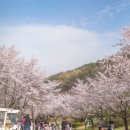 롯데리아광주운천점 | 광주 패밀리랜드 벚꽃 동물원 우치공원 아기랑 관람차 후기