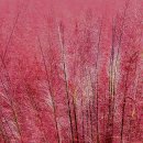 뮬리Muhly