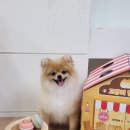 해맑은 애견미용 이미지