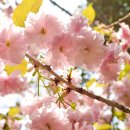 평강목장 이미지