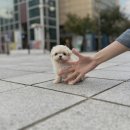 유어펫 일산본점 이미지