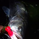 바보농장 이미지