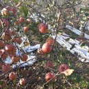 궁평농장 이미지