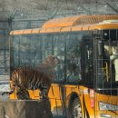 150025 | 하얼빈 시베리아 호랑이 파크 동북호림원 东北虎林园 후기 - 하얼빈 여행 필수 관광지