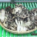 주원버섯농산