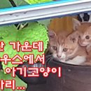벌판 한가운데 비닐하우스에서 태어난 아기고양이 다섯 마리 이미지