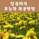 민들레의 효능과 사용법 이미지