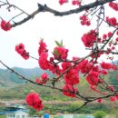 4월 2일 일요당일 - 쌍계사 벚꽃십리길+화개장터 신청안내(28인승) 이미지