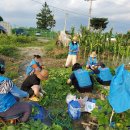 애정농장 이미지