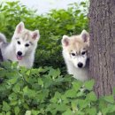 대한동물병원 이미지