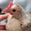 게임잉글리쉬 이미지