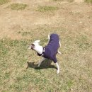 아이앤독 이미지