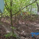 장안1교 이미지