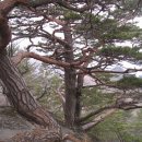 삽당령 정상 이미지