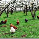 은한농장 이미지