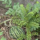 지리산 다온 이미지