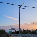 제주애아리 이미지