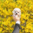 플라워퍼피 이미지