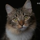 두리동물클리닉 이미지