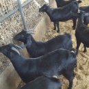 정읍 흑염소 이미지