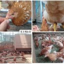 자연에축산 이미지