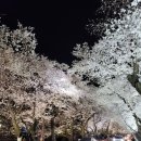 경주 벚꽃 이미지