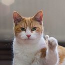 네네치킨네네피자 이미지